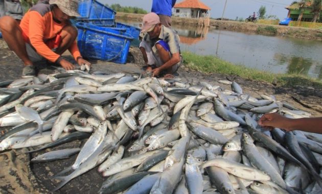 Budidaya Bandeng Menjadi Primadona di Kabupaten Pangkep