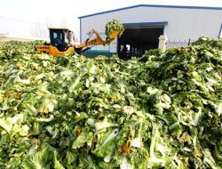 Limbah Organik Alternatif Pakan Ternak Bernilai Ekonomi Tinggi