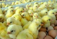 Daftar Harga Bibit Ayam Broiler DOC Area Jatim 2022