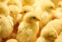 Pedoman Teknis Grade Bibit Day Old Chick (DOC) Ayam Broiler Menurut Kualitas / Grade
