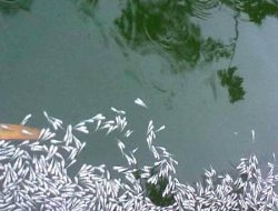 Penyakit Lele, Penyebab Ikan Lele Mati, Tips Mencegah dan Pengobatannya