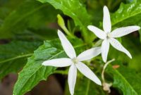 Obat Mata Katarak, Mata Rabun, Silinder, Plus Minus dengan Bunga Kitolod