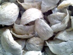 Kriteria dan Kualitas Ekspor Sarang Burung Walet