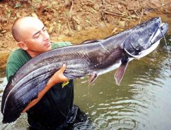 Ikan Lele Dumbo Hasil Persilangan Ikan Lele Lokal  Afrika  dengan Lele Lokal dari Taiwan
