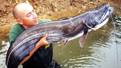 Ikan Lele Dumbo Hasil Persilangan Ikan Lele Lokal  Afrika  dengan Lele Lokal dari Taiwan