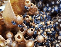 Budidaya Trigona Itama Lebah Madu Lebih Menguntungkan Peternak