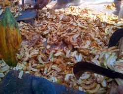 Pemanfaatan Limbah Sawit dan Kakao Sebagai Pakan Ternak