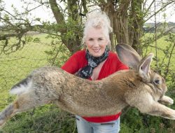 Bisnis Budidaya Ternak Kelinci Lokal dan Eropa Sangat Menguntungkan
