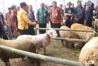 Permasalahan Pokok Yang Dihadapi Dalam Pembangunan Peternakan  Kota dan Pedesaan