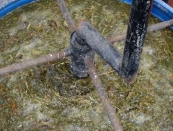 Teknik Lengkap Fermentasi Jerami Padi Untuk Ternak Ruminansia