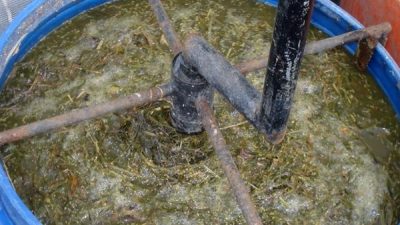 Teknik Lengkap Fermentasi Jerami Padi Untuk Ternak Ruminansia