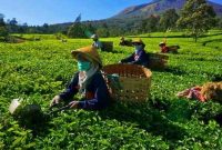 Ekspor Teh Jadi Komoditas Unggulan Agrobisnis Petani Jawa Barat