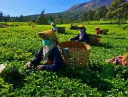 Ekspor Teh Jadi Komoditas Unggulan Agrobisnis Petani Jawa Barat