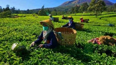 Ekspor Teh Jadi Komoditas Unggulan Agrobisnis Petani Jawa Barat