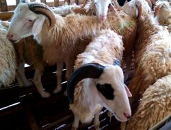 Pembinaan Pemeliharaan dan Kesehatan Ternak Kambing