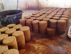 Tambahan Nutrisi Penggemukan Ternak Domba dg Urea Molasses / Tetes Tebu