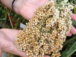 Varietas Sorgum dan Produktivitas Sorgum di Indonesia