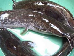 Pakan dan Kebiasaan Makan Lele Dumbo