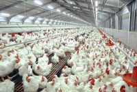Kebutuhan dan Permodalan Ternak Ayam Broiler Bagi Pemula