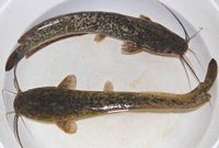 Klasifikasi Morfologi dan Biologis Ikan Lele Dumbo