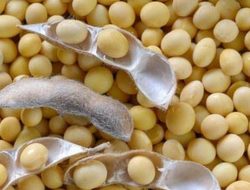 Teknologi Penerapan PTT Budidaya Kedelai Cepat Target Panen Pendekatan Inovatif Dinamis