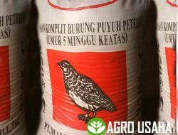 Tips Perawatan Burung Puyuh Yang Tepat Sampai Usia Produktif Telur