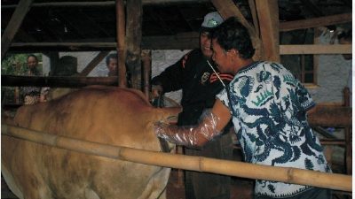 Manajemen Usaha Reproduksi dan Penggemukan Sapi Potong