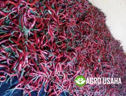 Pengelolaan Tanaman Terpadu Usaha Tani Budidaya Cabai Merah