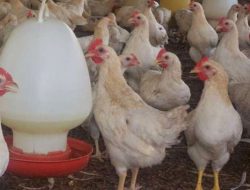 Peluang Usaha dan Cara Ternak Ayam Pejantan Layer