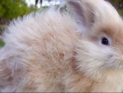 Ternak Kelinci Berpotensi Ekspor, Selain Hewan Peliharaan Produk Olahannya Diminati