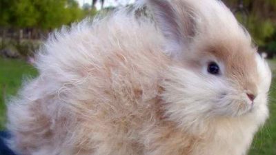 Ternak Kelinci Berpotensi Ekspor, Selain Hewan Peliharaan Produk Olahannya Diminati