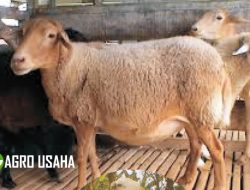 Domba Komposit Unggul Hasil Persilangan Punya Laju Pertumbuhan Tinggi