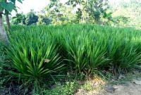 Jenis Rumput Unggul Pakan Ternak Sapi dan Kambing