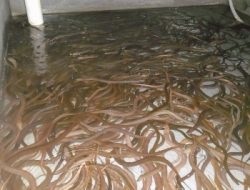 Pakan Benih dan Cara Panen Ternak Belut Untuk Pemula