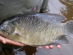 Cara Modern Ternak Ikan Gurame Cepat Besar Cepat Panen