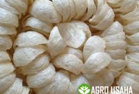 Harga Terkini Sarang Walet dan Sriti Area Jatim