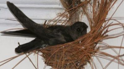 Apa Perbedaan Burung Walet dan Burung Sriti