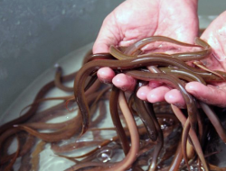 Cara Cepat Ternak Belut Jumbo Hasil Melimpah Untuk Pemula