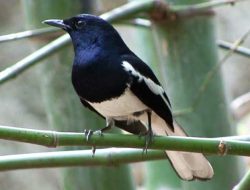 Jenis Kacer Yang Banyak Diminati Pecinta Burung