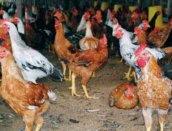 Cara Ternak Ayam Kampung Organik Super Untuk Pemula Sampai Sukses