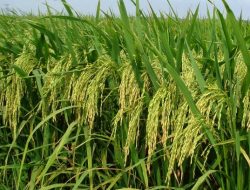 Cara Pemeliharaan, Pengendalian Hama, Panen dan Pasca Panen Pada Tanaman Padi