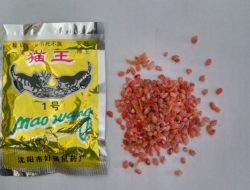 Racun Ampuh Mao Wang Beras, Habisi Hama Tikus Yang Bandel Mati Di Tempat