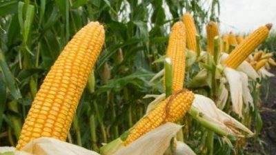 Cara Budidaya Tanaman Jagung Baby Corn di Lahan Sawah Sampai Panen