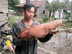 Jenis Lele Bule Albino Ini di Incar Karena Spesies Yang Langka, Apakah Bisa dibudidayakan ?