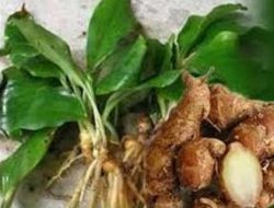 Cara Menanam Kencur Secara Intensif dengan Pupuk Petroganik dan Phonska