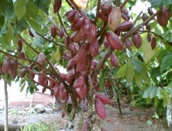 Cara Menanam Pohon Kakao / Cokelat dengan Pupuk Kiserit dan Phonska