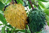 Biriba Rollinia Deliciosa Srikaya Malinau Berasa Manis dan Berdaging Asal Brazil