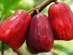 Buah Jamaika dikenal Sebagai Jambu Bol Jumbo Manis Berbobot 500 g