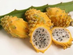 Buah Naga Kuning, Hormon Giberelin Berperan Penting dalam Pembesaran Buah