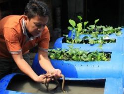 Cara Budidaya Belut dari Dasar Sampai Sukses dengan Media Drum